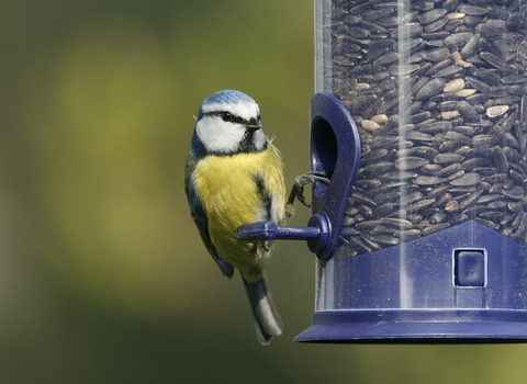 Blue tit at sunflower seed bird feeder © Nicolas Watts,  Vine House Farm Bird Foods
