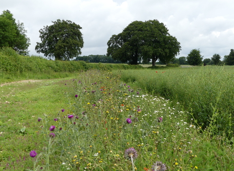 A Jordans farm with a wildflower margin, the Wildlife Trusts