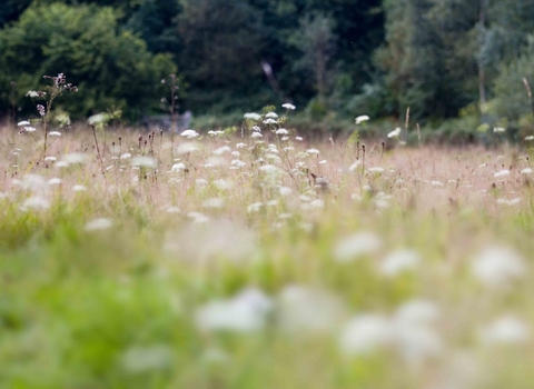 Brickfield Meadow