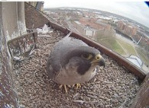 Peregrine webcam