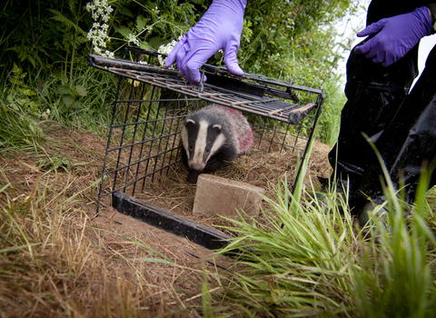 Badger being vaccinated