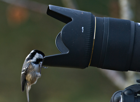 camera wildlife trust