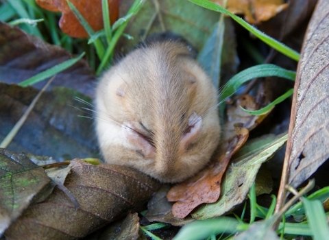 Common dormouse curled up in grass and dead leaves, The Wildlife Trusts