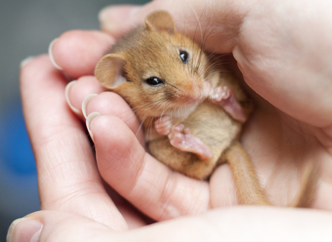 Dormouse in hands, The Wildlife Trusts