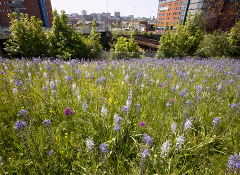 Wild flowers planted in Sheffield city centre