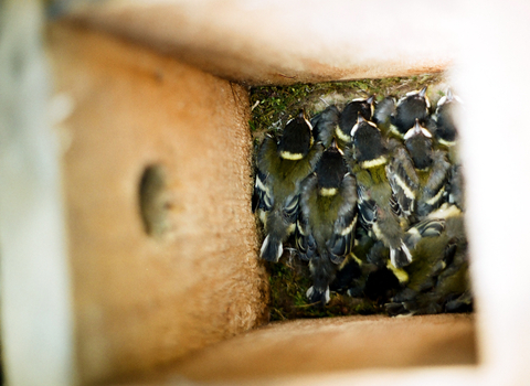 Great tit nestlings in nest box, The Wildlife Trusts