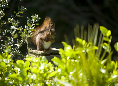 Red squirrel eating
