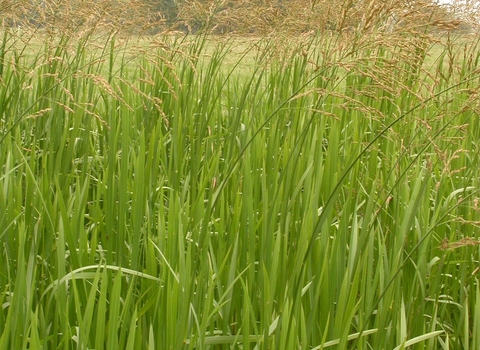 Grass (c) Philip Precey