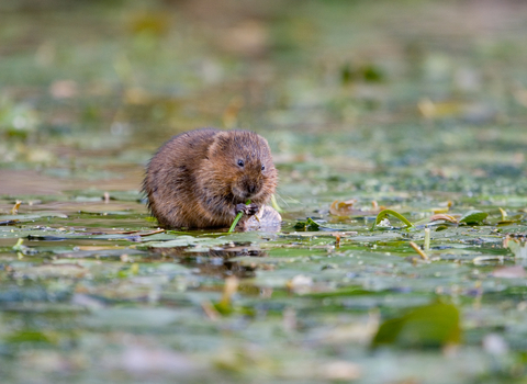 Water vole