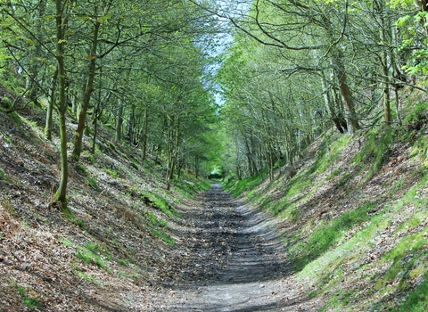 Woodland path