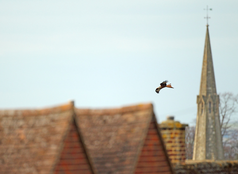 Red kite (c) Luke Massey/2020VISION