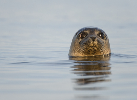 A common seal with its head out of the water, The Wildlife Trusts