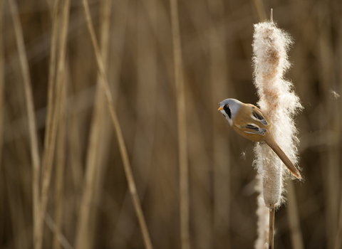 Bearded tit adult male perched on a bullrush