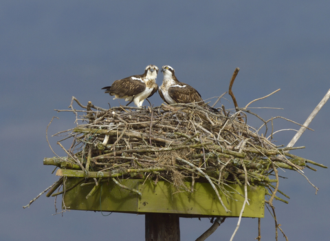 Dyfi osprey pair on a nesting platform