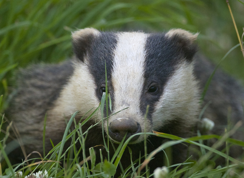 Badger in grass