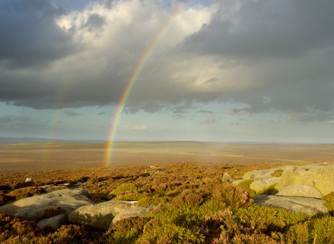 Scenic view of heather moorland with rainbow