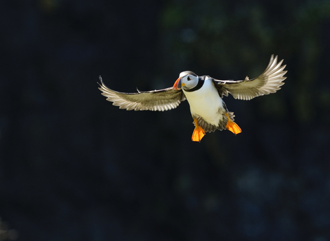 puffin wildlife trust