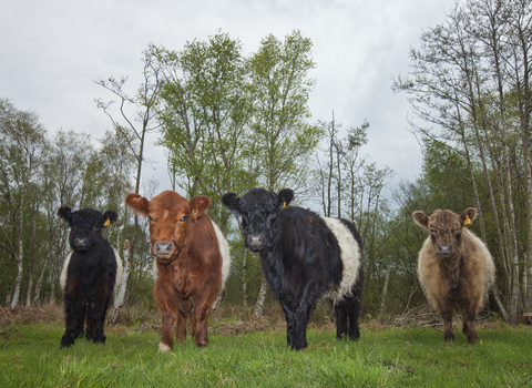 Four belted Galloway cattle standing side by side, The Wildlife Trusts