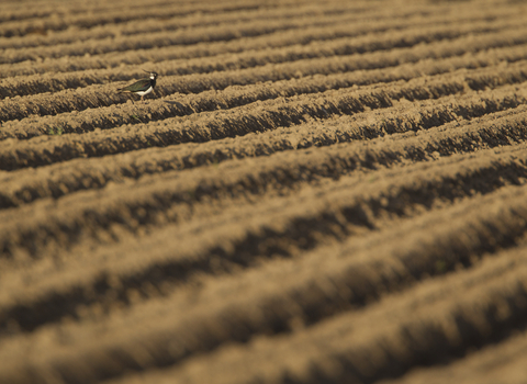 Lapwing in soil on farm