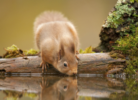 Red squirrel drinking