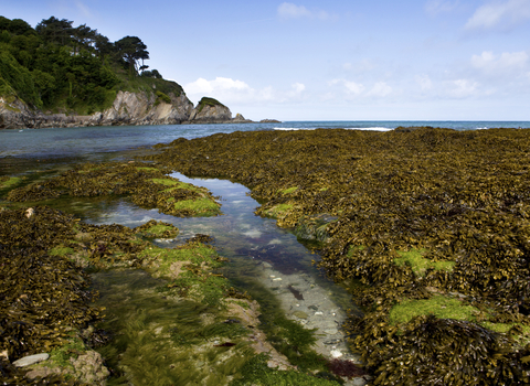 Rockpools and seaweed on the shore in summer, The Wildlife Trusts