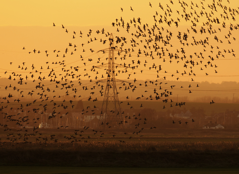 Brent geese landscape (Terry Whittaker)