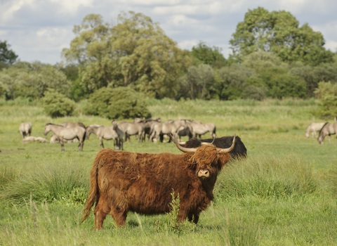 Highland cow in a field with grazing ponies in the background, The Wildlife Trusts