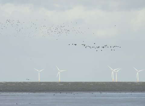 wind turbine wildlife trust