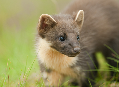 Pine marten, The Wildlife Trusts