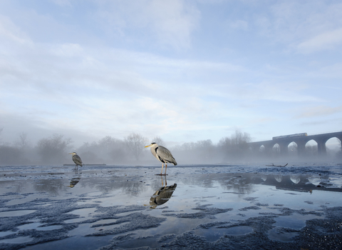 Grey heron with train on viaduct in background, The Wildlife Trusts