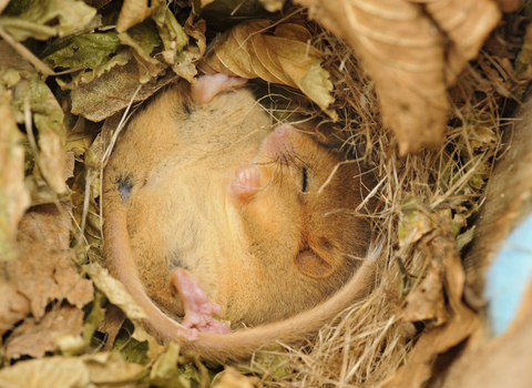 Hazel dormouse in a nest box, The Wildlife Trusts
