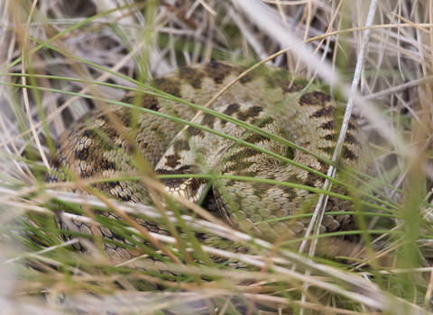Adder curled up in the grass, The Wildlife Trusts
