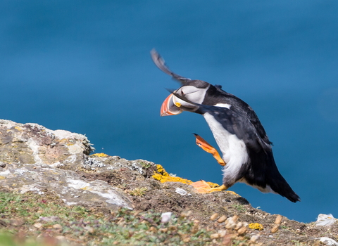 puffin
