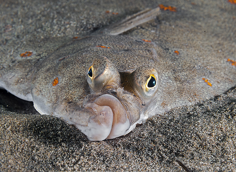 Plaice