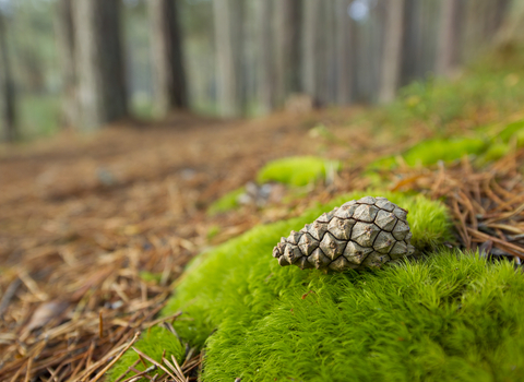 Woodland Wildlife Trust