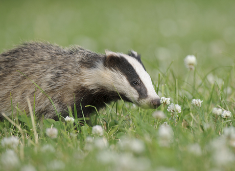 Badger