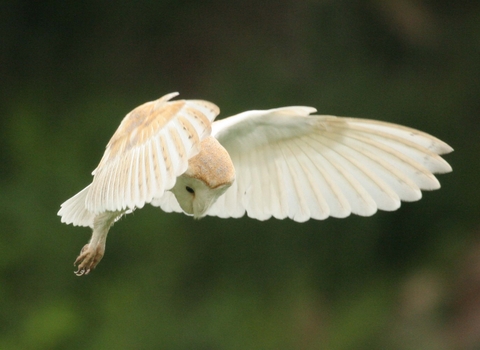 Barn owl