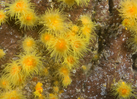 Sunset cup coral