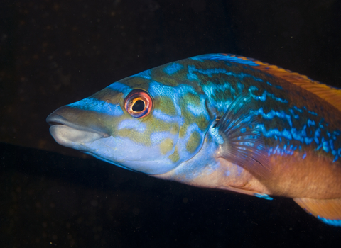 Cuckoo wrasse