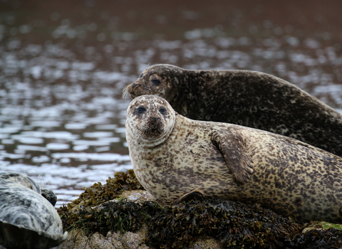 Common seal | The Wildlife Trusts Common seal | The Wildlife Trusts