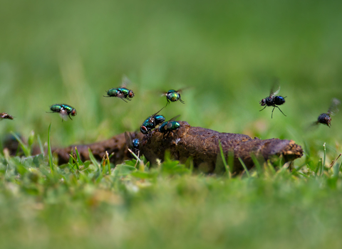 Identify poo | The Wildlife Trusts