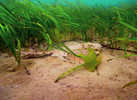 Juvenile undulate ray