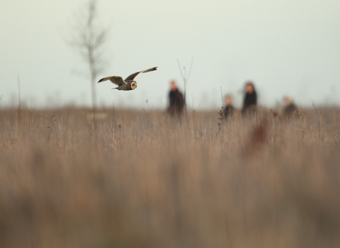short eared owl