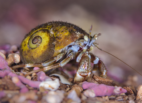Common hermit crab on maerl