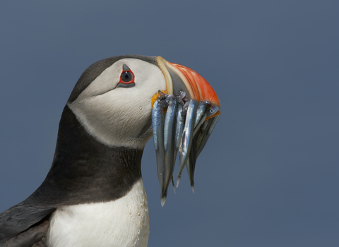 Puffin with sand eels