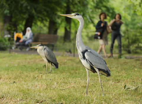 herons in a park with people