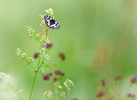A marbled white butterfly perched on a flower, with a green meadow background