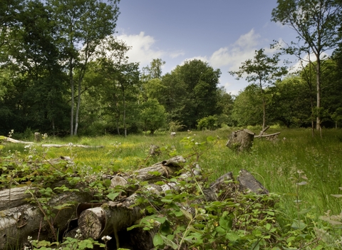Ebernoe Common Sussex Wildlife Trust