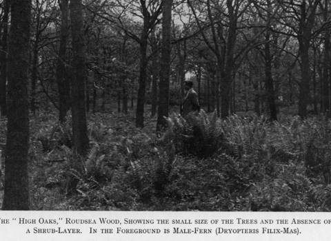 Roudsea Wood, Rothschild Reserve number 227