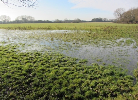 flooded field